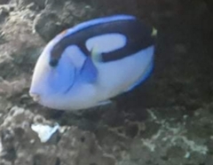 Paracanthurus hepatus