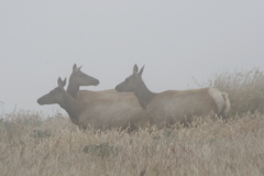 Cervus canadensis nannodes