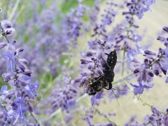 Apiomerus longispinis