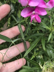 Lathyrus