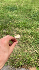 Panaeolus foenisecii