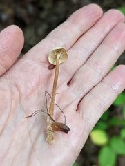 Marasmius capillaris