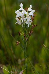 Platanthera blephariglottis