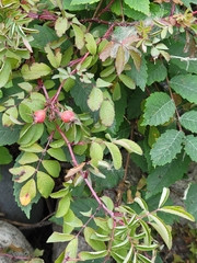 Rosa acicularis