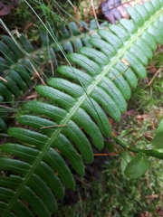 Struthiopteris spicant
