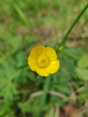 Ranunculus acris