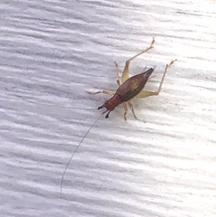 Phyllopalpus pulchellus