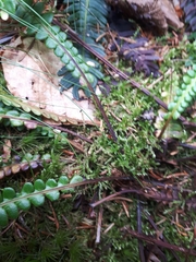Struthiopteris spicant