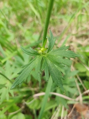 Ranunculus acris