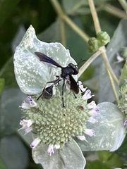 Physocephala tibialis