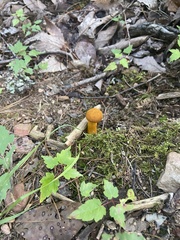 Aureoboletus auriflammeus