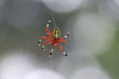 Araneus marmoreus