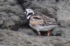 Arenaria interpres