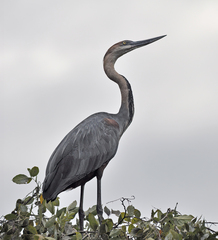 Ardea goliath