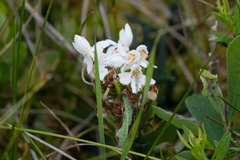 Platanthera blephariglottis