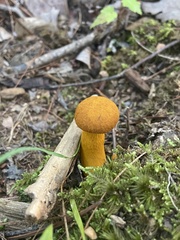 Aureoboletus auriflammeus