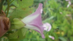 Calystegia sepium roseata