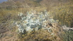 Eryngium maritimum