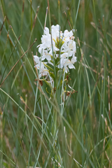 Platanthera blephariglottis