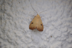 Rivula sericealis