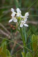 Platanthera blephariglottis