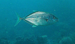 Caranginae