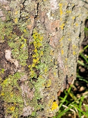 Candelaria concolor