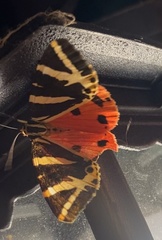 Euplagia quadripunctaria