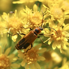 Chauliognathus pensylvanicus