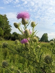 Cirsium discolor