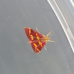Pyrausta tyralis