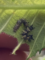 Nymphalini
