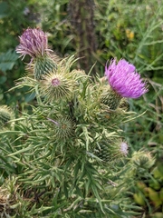 Cirsium discolor