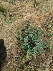 Lupinus polyphyllus