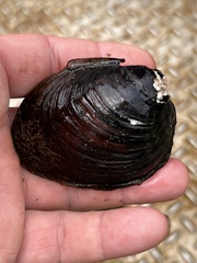 Reginaia ebenus