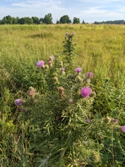 Cirsium discolor