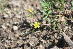 Potentilla