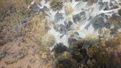 Eryngium maritimum