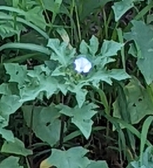 Datura quercifolia