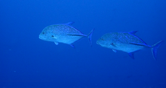 Caranx melampygus