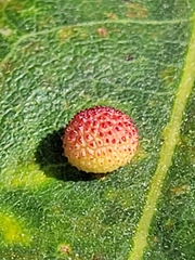 Acraspis quercushirta