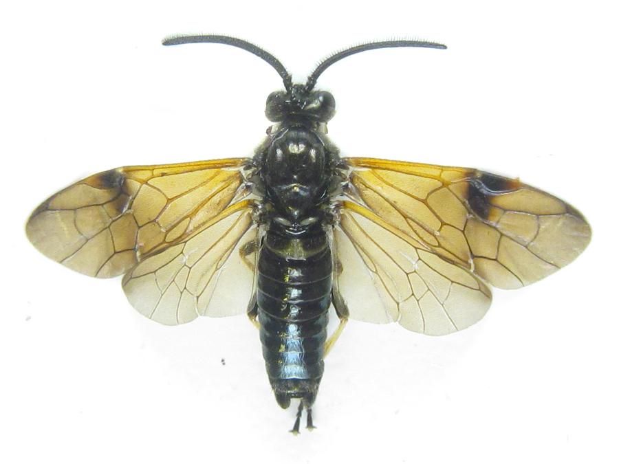 Arge ustulata (Linnaeus, 1758)