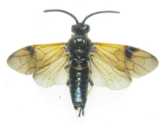 Arge ustulata