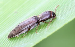 Agriotes