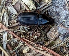 Carabidae