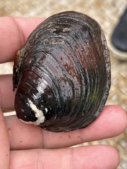 Reginaia ebenus