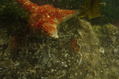 Dermasterias imbricata