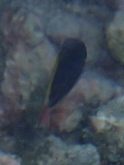 Acanthuridae