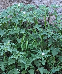 Datura quercifolia
