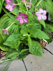 Nicotiana tabacum